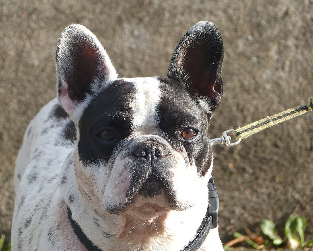 RFG · 台灣短吻犬呼吸功能分級計畫